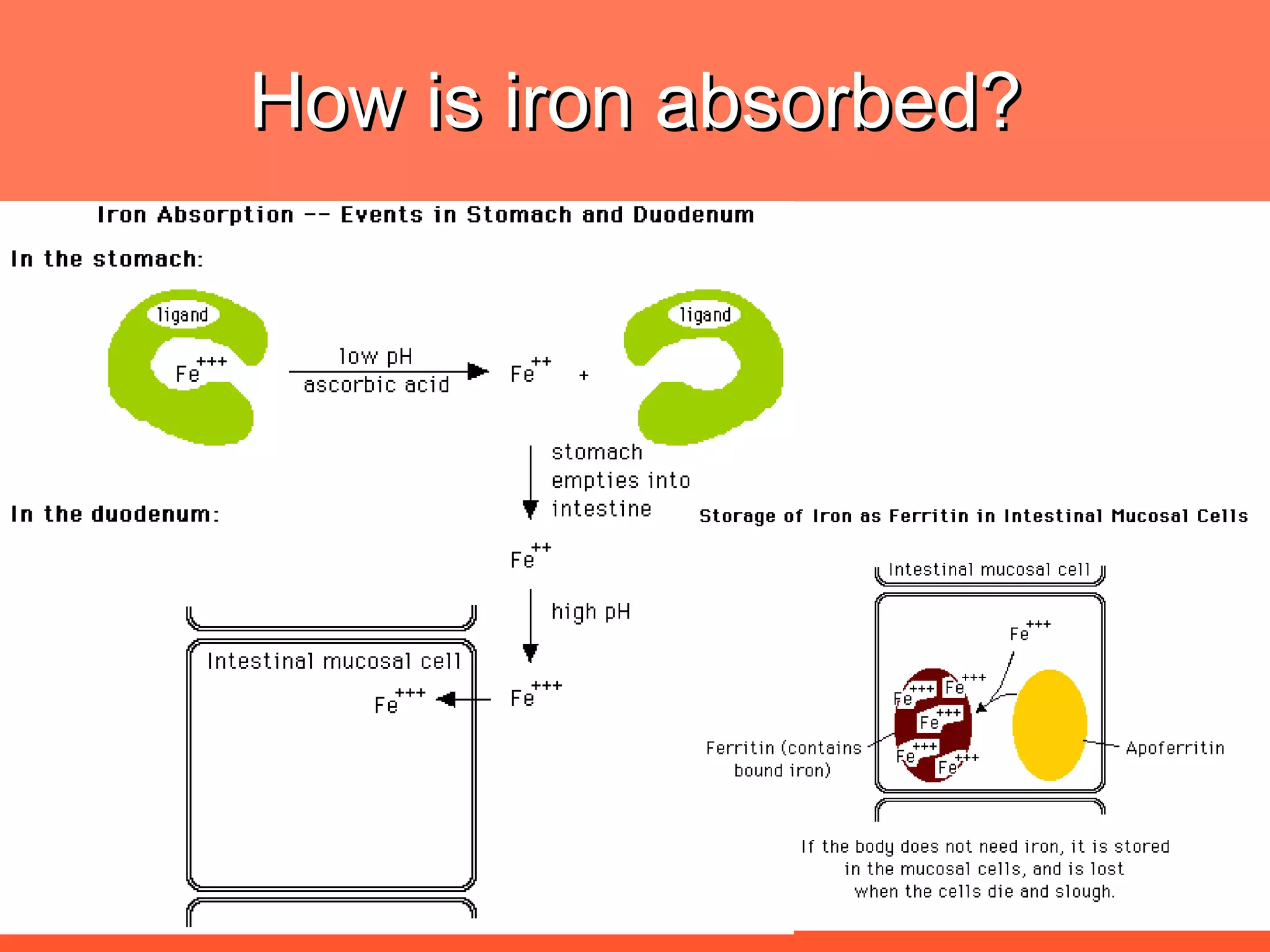 How is iron absorbed? 