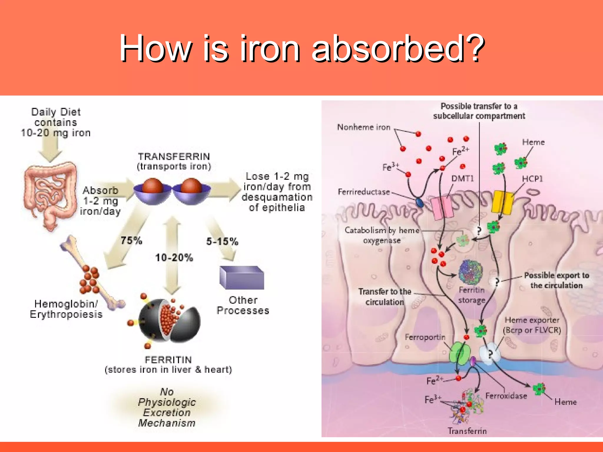 How is iron absorbed? 