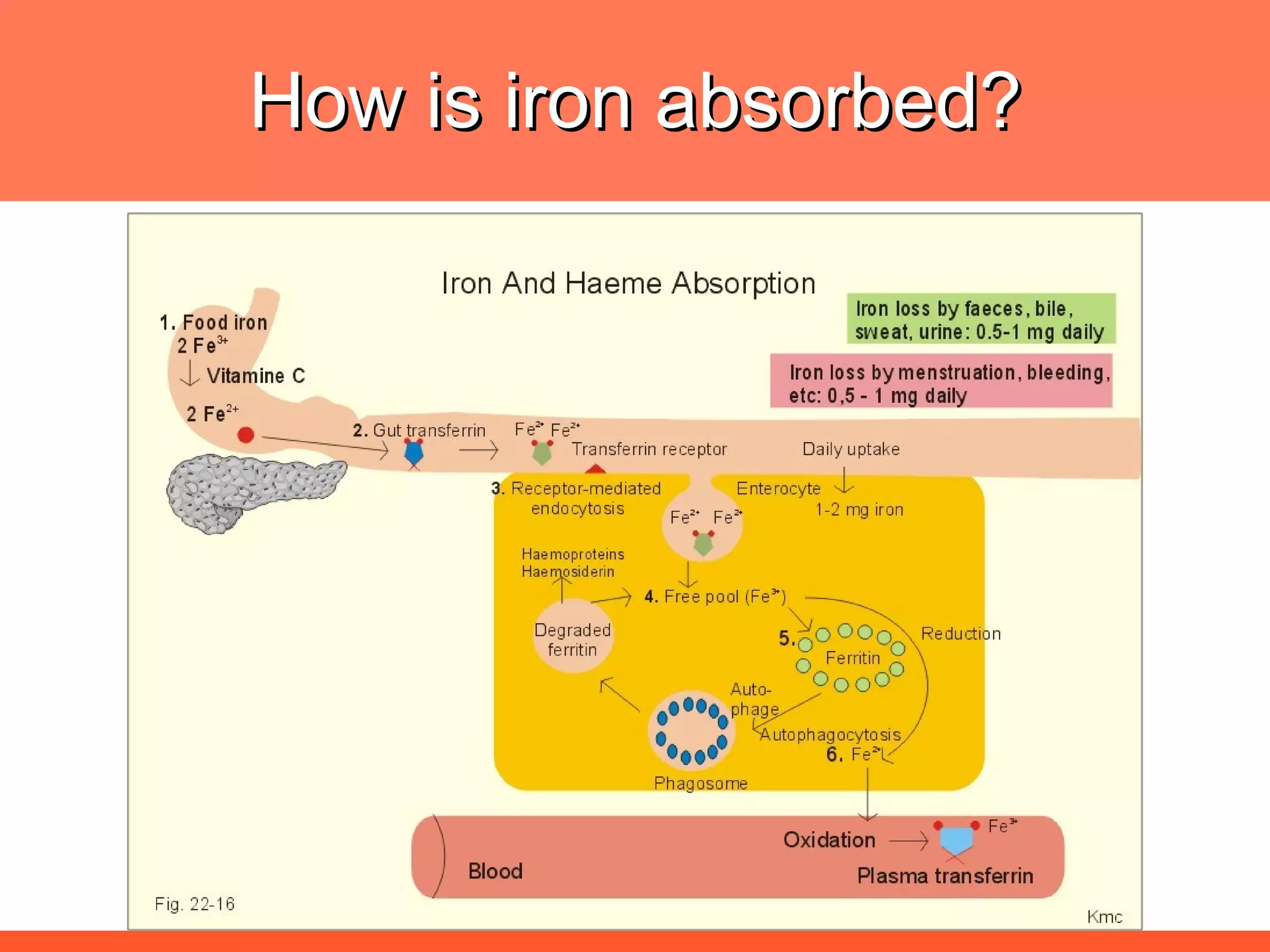How is iron absorbed? 
