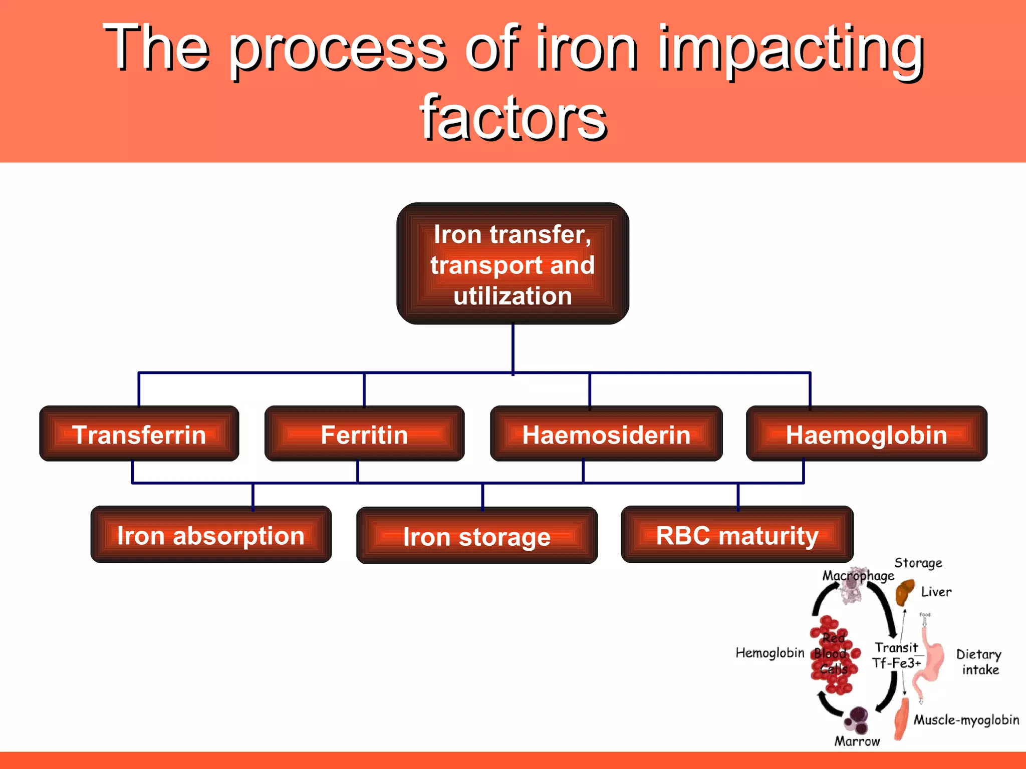 The process of iron impacting factors Transferrin Ferritin Haemoglobin Haemosiderin Iron absorption Iron storage RBC maturity Iron transfer, transport and utilization 