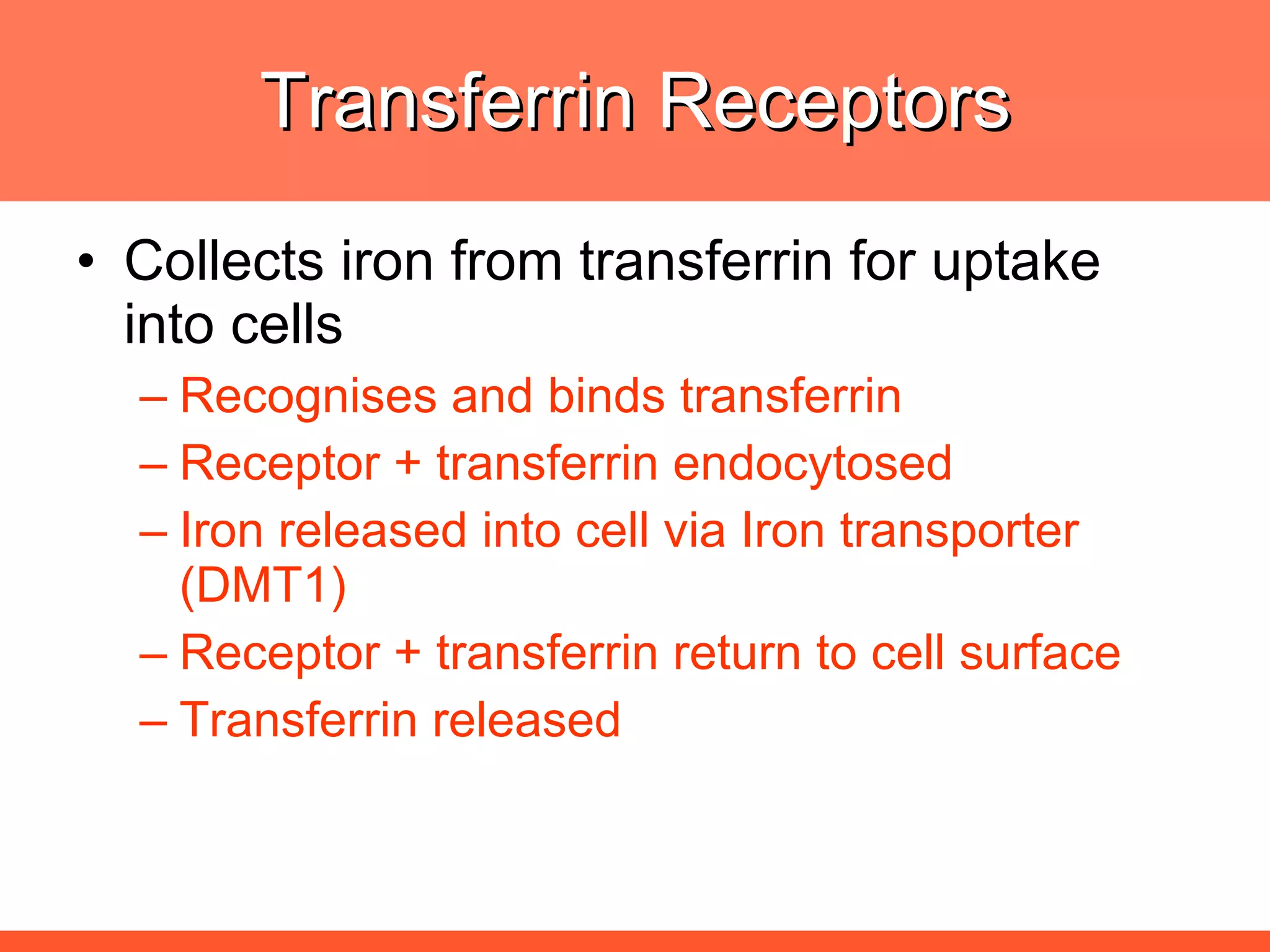 Transferrin Receptors Collects iron from transferrin for uptake into cells Recognises and binds transferrin Receptor + transferrin endocytosed Iron released into cell via Iron transporter (DMT1) Receptor + transferrin return to cell surface Transferrin released 