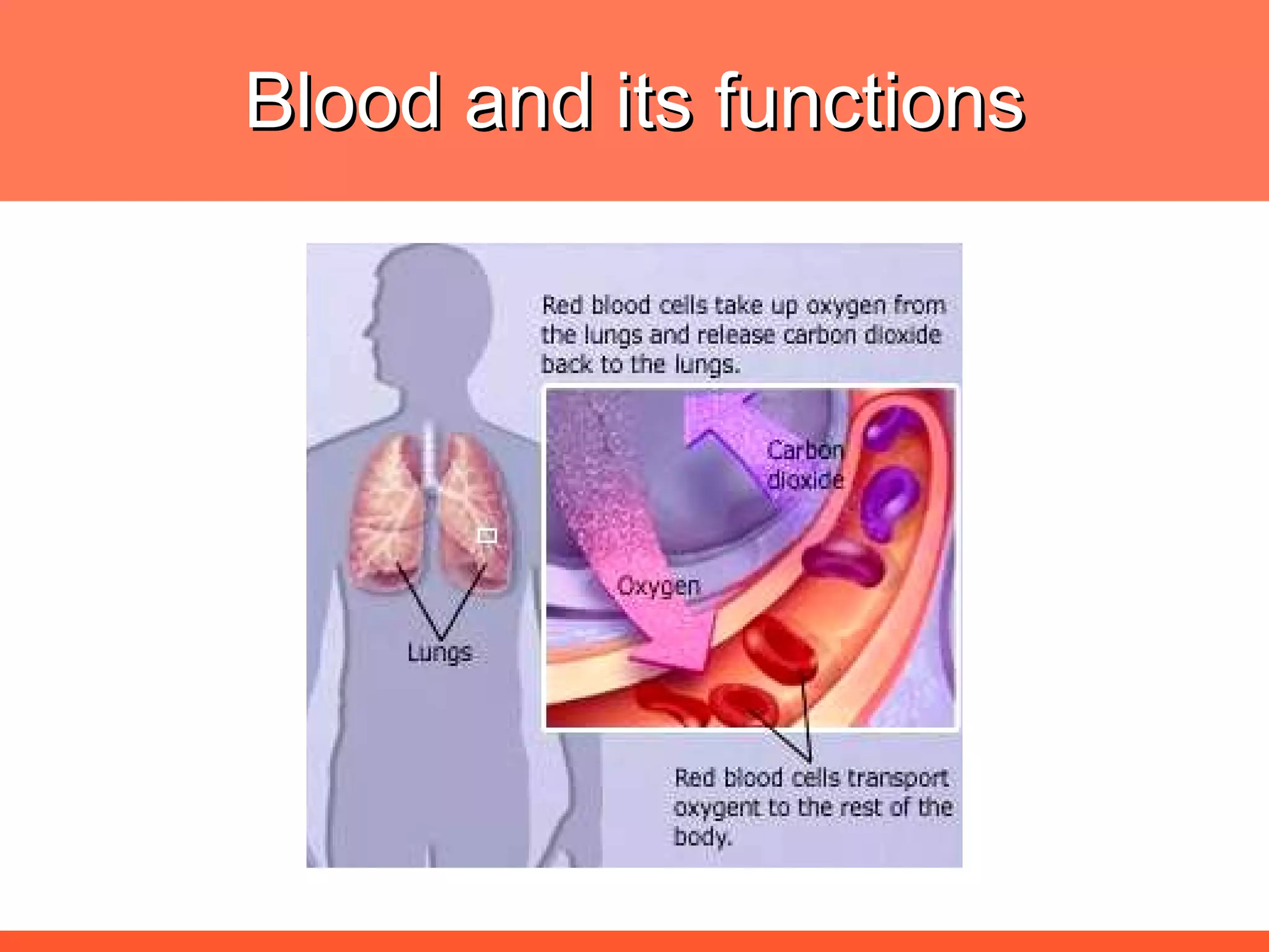 Blood and its functions 
