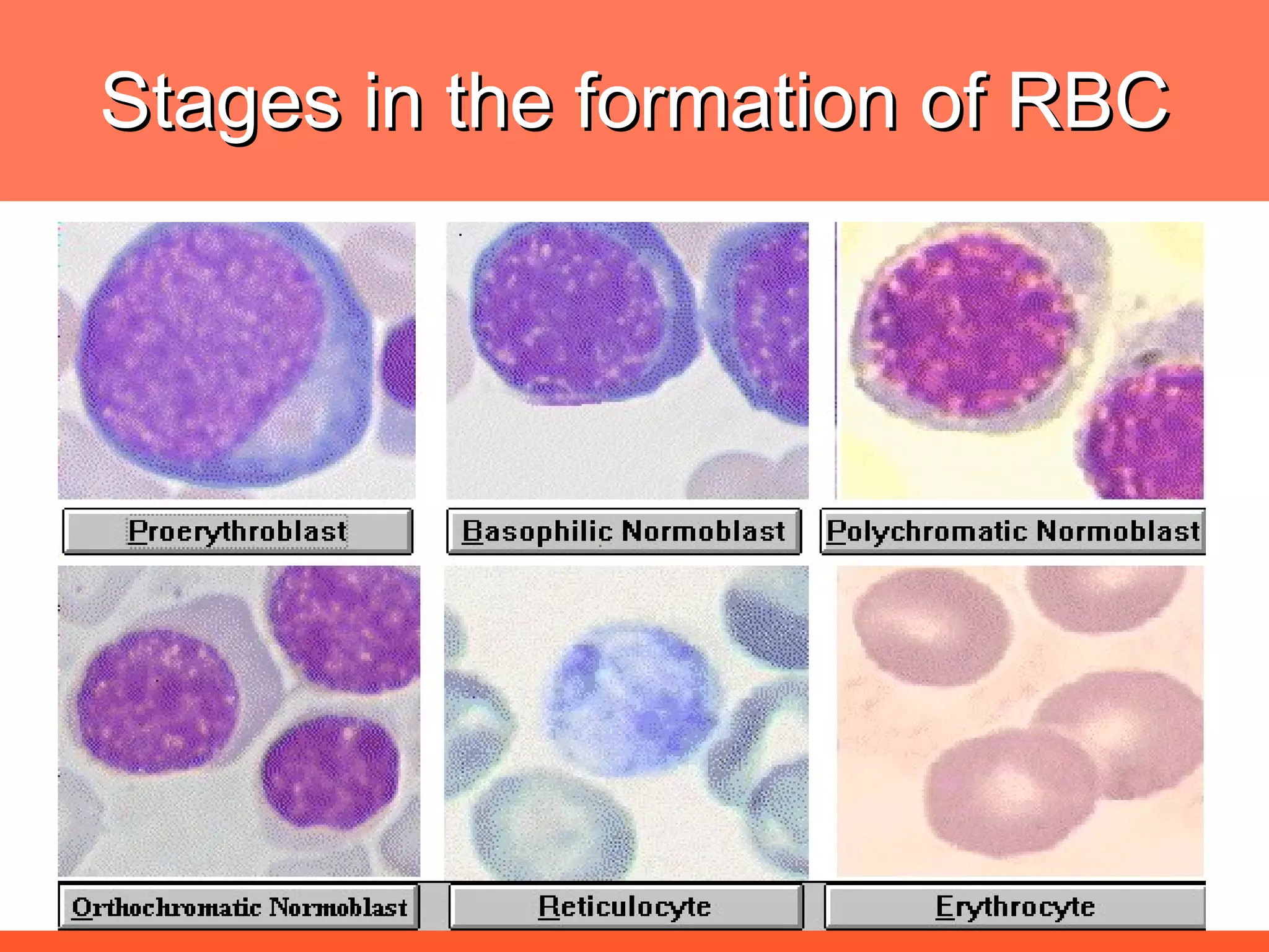 Stages in the formation of RBC 