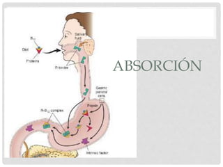 ABSORCIÓN
 