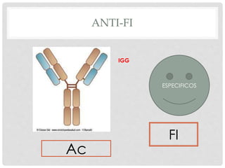 ANTI-FI
Ac
FI
IGG
ESPECIFICOS
 
