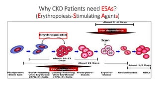 Why CKD Patients need ESAs?
(Erythropoiesis-Stimulating Agents)
 
