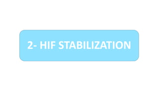 2- HIF STABILIZATION
 