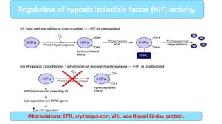 Regulation of hypoxia inducible factor (HIF) activity.
Abbreviations: EPO, erythropoietin; VHL, von Hippel Lindau protein.
 