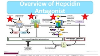 Overview of Hepcidin
Antagonist
1
2 3 4
 