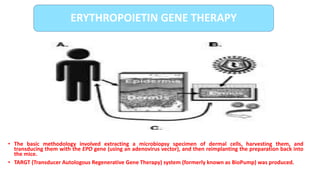 • The basic methodology involved extracting a microbiopsy specimen of dermal cells, harvesting them, and
transducing them with the EPO gene (using an adenovirus vector), and then reimplanting the preparation back into
the mice.
• TARGT (Transducer Autologous Regenerative Gene Therapy) system (formerly known as BioPump) was produced.
ERYTHROPOIETIN GENE THERAPY
 