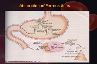 Absorption of Ferrous SaltsAbsorption of Ferrous Salts
 