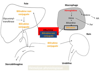 Hémoglobine
Hème
Biliverdine
Bilirubine
Globine
AA
Fer
Bilirubine non
conjuguée
Albumine
Bilirubine non
conjuguée
Bilirubine
conjuguée
Glycuronyl-
transférase
Stercobilinogène Urobiline
Foie
Rein
Bilirubine
conjuguée
Macrophage
Hémolyse physiologique
 