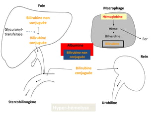 Hémoglobine
Hème
Biliverdine
Bilirubine
Fer
Bilirubine non
conjuguée
Albumine
Bilirubine non
conjuguée
Bilirubine
conjuguée
Glycuronyl-
transférase
Stercobilinogène Urobiline
Foie
Rein
Bilirubine
conjuguée
Macrophage
Hyper-hémolyse
 