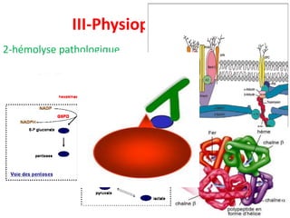 III-Physiopathologie
12
2-hémolyse pathologique
 