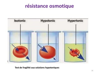 résistance osmotique
26
Test de fragilité aux solutions hypotoniques
 