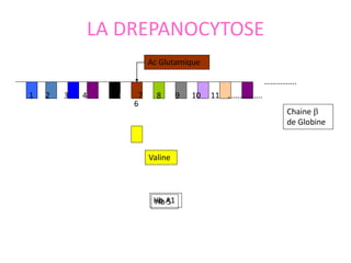 1 2 3 4 5 6 7 8 9 10 11 ……………..
…………….
Ac Glutamique
Valine
6
Hb A1
Hb S
Chaine 
de Globine
LA DREPANOCYTOSE
 