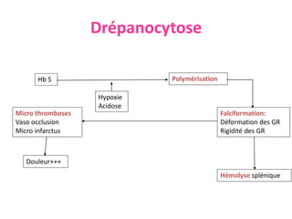 Drépanocytose
Hb S
Falciformation:
Déformation des GR
Rigidité des GR
Polymérisation
Micro thromboses
Vaso occlusion
Micro infarctus
Hypoxie
Acidose
Hémolyse splénique
Douleur+++
 