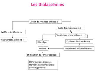 Les thalassémies
Déficit de synthèse chaines 
Excès des chaines : 4
Synthèse de chaines 
Toxicité sur erythroblastes
Erythropoïèse inefficace
Augmentation de l’Hb F
Avortement intramédullaire
Hémolyse
Anémie
Stimulation de l’érythropoïèse
Déformations osseuses
Hémolyse extramédullaire
Surcharge en Fer
 