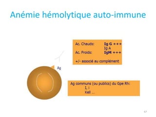 Anémie hémolytique auto-immune
67
 
