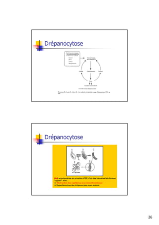 Drépanocytose




Drépanocytose




                26
 