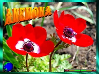 anemona 
