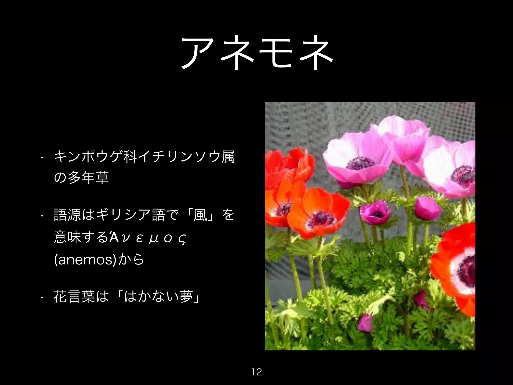 アネモネ 
• キンポウゲ科イチリンソウ属 
の多年草 
• 語源はギリシア語で「風」を 
意味するΆνεμος 
(anemos)から 
• 花言葉は「はかない夢」 
12 
 