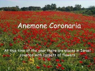 Anemone Coronaria


At this time of the year there are places in Israel
          covered with carpets of flowers
 