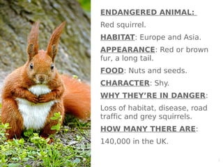 1
ENDANGERED ANIMAL:
Red squirrel.
HABITAT: Europe and Asia.
APPEARANCE: Red or brown
fur, a long tail.
FOOD: Nuts and seeds.
CHARACTER: Shy.
WHY THEY’RE IN DANGER:
Loss of habitat, disease, road
traffic and grey squirrels.
HOW MANY THERE ARE:
140,000 in the UK.
 