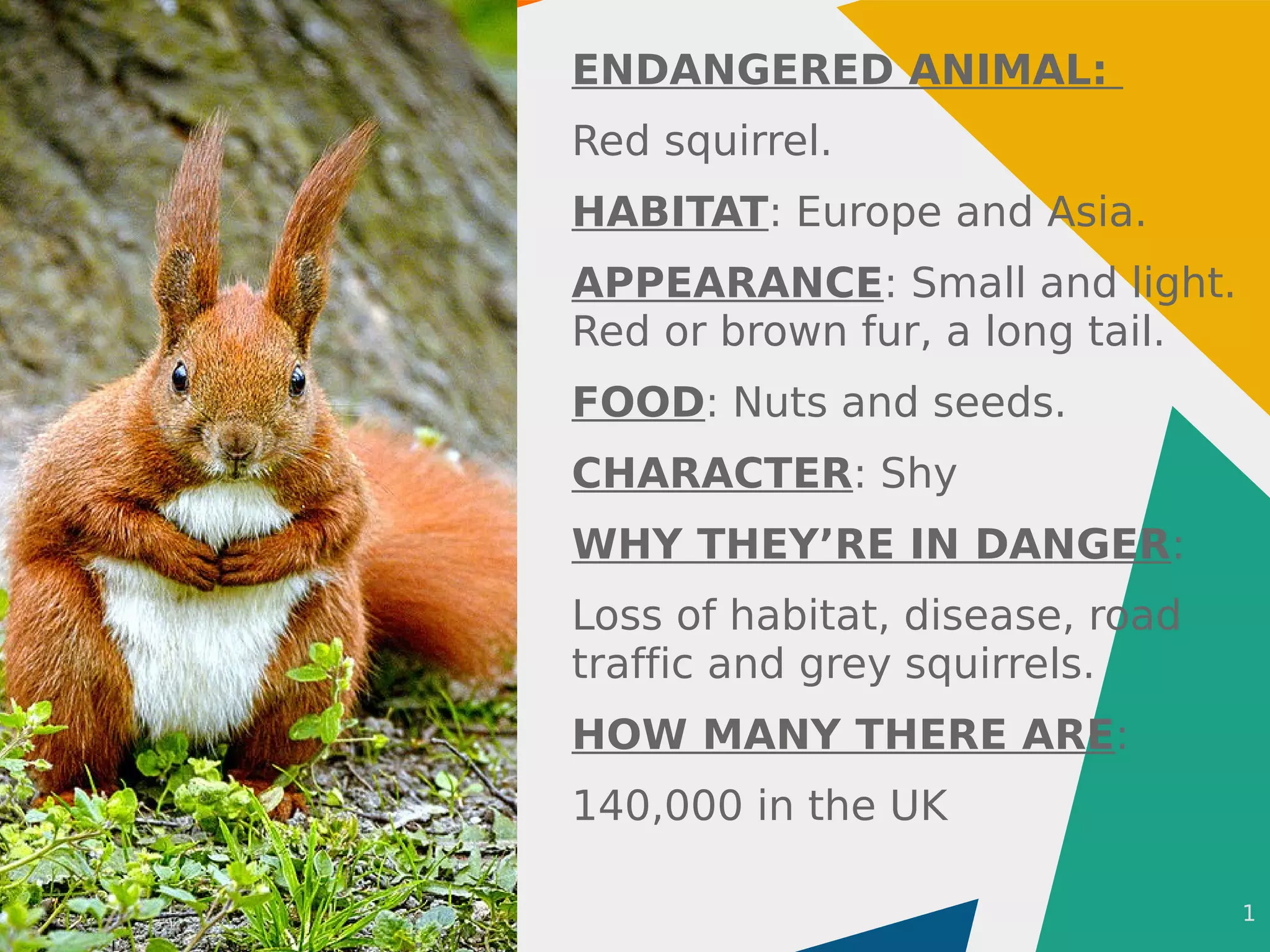 1
ENDANGERED ANIMAL:
Red squirrel.
HABITAT: Europe and Asia.
APPEARANCE: Small and light.
Red or brown fur, a long tail.
FOOD: Nuts and seeds.
CHARACTER: Shy
WHY THEY’RE IN DANGER:
Loss of habitat, disease, road
traffic and grey squirrels.
HOW MANY THERE ARE:
140,000 in the UK