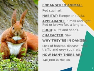 1
ENDANGERED ANIMAL:
Red squirrel.
HABITAT: Europe and Asia.
APPEARANCE: Small and light.
Red or brown fur, a long tail.
FOOD: Nuts and seeds.
CHARACTER: Shy
WHY THEY’RE IN DANGER:
Loss of habitat, disease, road
traffic and grey squirrels.
HOW MANY THERE ARE:
140,000 in the UK
 