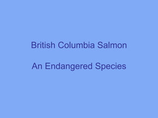 British Columbia Salmon  An Endangered Species  