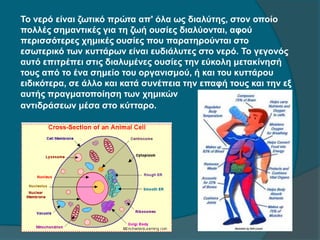 Το νερό είναι ζωτικό πρώτα απ' όλα ως διαλύτης, στον οποίο
πολλές σημαντικές για τη ζωή ουσίες διαλύονται, αφού
περισσότερες χημικές ουσίες που παρατηρούνται στο
εσωτερικό των κυττάρων είναι ευδιάλυτες στο νερό. Το γεγονός
αυτό επιτρέπει στις διαλυμένες ουσίες την εύκολη μετακίνησή
τους από το ένα σημείο του οργανισμού, ή και του κυττάρου
ειδικότερα, σε άλλο και κατά συνέπεια την επαφή τους και την εξ
αυτής πραγματοποίηση των χημικών
αντιδράσεων μέσα στο κύτταρο.
 