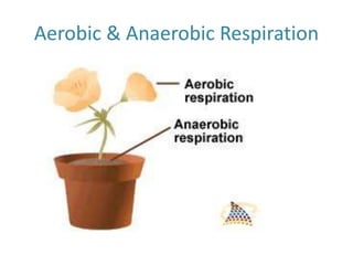Aerobic & Anaerobic Respiration
 