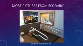 MORE PICTURES FROM ECODAIRY…
THE MATERIAL COWS SLEEP ON
 