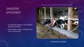 DIGESTER
EFFICIENCY
• An anaerobic digestor is very effective
for large scale farms
• The average number of cows per farm
in BC is around 100
COW BARN IN ECODAIRY
http://www.yoyomama.ca/wp-content/uploads/2015/12/IMG_20151115_132836.jpg
 