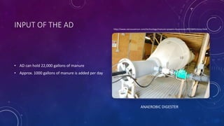 INPUT OF THE AD
• AD can hold 22,000 gallons of manure
• Approx. 1000 gallons of manure is added per day
ANAEROBIC DIGESTER
http://www.vancouversun.com/technology/manure+powers+businesses/8555845/story.html
 