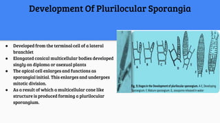 Development Of Plurilocular Sporangia
● Developed from the terminal cell of a lateral
branchlet
● Elongated conical multicellular bodies developed
singly on diploma or asexual plants
● The apical cell enlarges and functions as
sporangial initial. This enlarges and undergoes
mitotic division.
● As a result of which a multicellular cone like
structure is produced forming a plurilocular
sporangium.
 