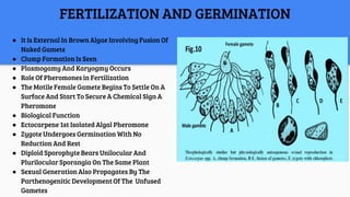 FERTILIZATION AND GERMINATION
● It Is External In Brown Algae Involving Fusion Of
Naked Gamete
● Clump Formation Is Seen
● Plasmogamy And Karyogmy Occurs
● Role Of Pheromones in Fertilization
● The Motile Female Gamete Begins To Settle On A
Surface And Start To Secure A Chemical Sign A
Pheromone
● Biological Function
● Ectocarpene 1st Isolated Algal Pheromone
● Zygote Undergoes Germination With No
Reduction And Rest
● Diploid Sporophyte Bears Unilocular And
Plurilocular Sporangia On The Same Plant
● Sexual Generation Also Propagates By The
Parthenogenitic Development Of The Unfused
Gametes
 