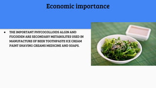 Economic importance
● THE IMPORTANT PHYCOCOLLOIDS ALGIN AND
FUCOIDEN ARE SECONDARY METABOLITES USED IN
MANUFACTURE OF BEER TOOTHPASTE ICE CREAM
PAINT SHAVING CREAMS MEDICINE AND SOAPS.
 