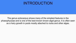 INTRODUCTION
The genus ectocarpus shows many of the simplest features in the
phaeophyceae and is one of the best known brown algal genus. It is often seen
as a hairy growth in pools mostly attached to rocks and other algae.
 