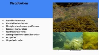 Distribution
● Found in abundance
● Worldwide distribution
● Plenty in atlantic coast,pacific coast
● Some are Marine algae
● Few freshwater forms
● Some species occur in shallow water
● 410 species
● 16 species in india
 