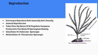 ➢ Ectocarpus Reproduce Both Asexually And Sexually
➢ Asexual Reproduction
➢ Takes Place By Means Of Bi Flagellate Zoospores
Produced In Two Kinds Of Sporangium Namely
➢ Unicellular Or Unilocular Sporangia
➢ Multicellular Or Pluralocular Sporangia
Reproduction
Fig.4: Plant body of Ectocarpus.
 