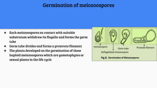 Germination of meiozoospores
★ Each meiozoospores on contact with suitable
substratum withdraw its flagella and forms the germ
tube
★ Germ tube divides and forms a prostrate filament
★ The plants developed on the germination of these
haploid meiozoospores which are gametophytes or
sexual plants in the life cycle
 
