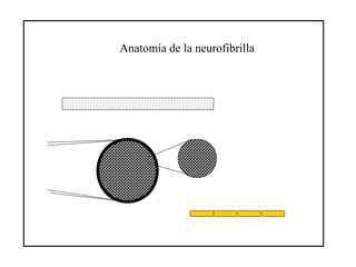 Anatomía de la neurofibrilla
 