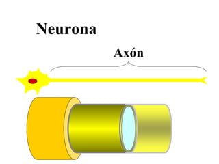 Neurona
Axón
 
