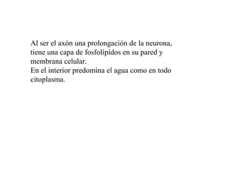 Al ser el axón una prolongación de la neurona,
tiene una capa de fosfolípidos en su pared y
membrana celular.
En el interior predomina el agua como en todo
citoplasma.
 
