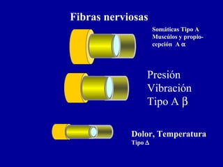 Presión
Vibración
Tipo A β
Dolor, Temperatura
Tipo ∆
Fibras nerviosas
Somáticas Tipo A
Muscúlos y propio-
cepción A α
 