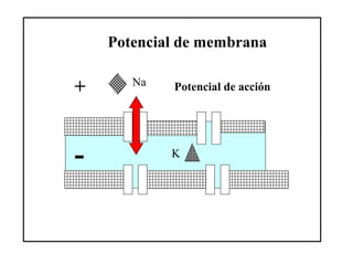 Na
K
+
-
Potencial de membrana
Potencial de acción
 