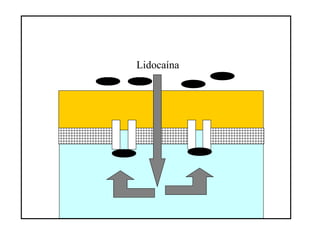 Lidocaína
 
