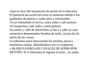Aquí la clave del mecanismo de acción de la lidocaína.
El potencial de acción del axón se mantiene debido a los
gradientes de potasio y sodio intra y extracelular.
Al ser estimulado el nervio, entra sodio y sale potasio.
Al recuperarse, sale sodio y entra potasio.
Ese entrar y salir de electrolitos se lleva a cabo en unas
estructuras denominadas bombas de sodio. (como las de
calcio de los vasos).
La lidocaína actúa atravesando las mielina, pared y
membrana celular, difundiéndose por el citoplasma
y BLOQUEANDO LOS CANALES DE SODIO POR
DENTRO. Si la lidocaína no ingresa al axón…no actúa.
 